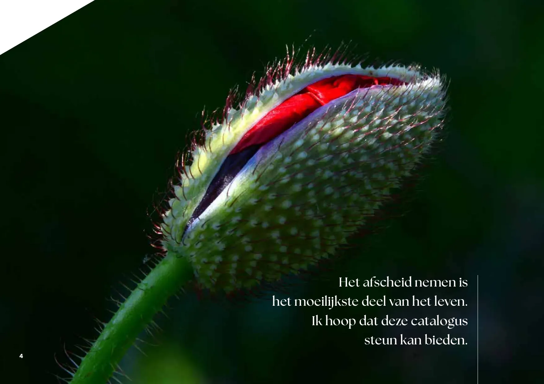 Rust-catalogus pagina 6
